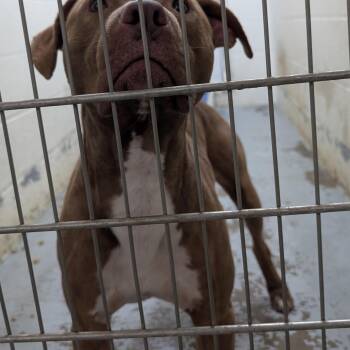 190723 LOOKING FOR OWNER -  Pit Bull Terrier Dog for Adoption in Ravenna, Ohio - 190723 LOOKING FOR OWNER | PetCurious