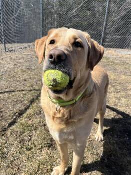 Labrador Retriever Dogs Available for Adoption in Trenton, Maine - Stetson | PetCurious