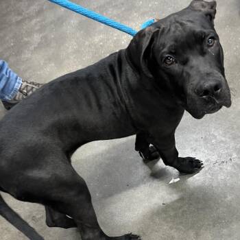 Cole -  Cane Corso Dog for Adoption in Tampa, Florida - Cole | PetCurious