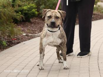 SWEET TEA -  Boxer and Mixed Breed Dog for Adoption in Omaha, Nebraska - SWEET TEA | PetCurious