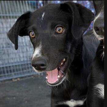 Blaze -  Border Collie and Black Labrador Retriever Dog for Adoption in Larkfield-wikiup, California - Blaze | PetCurious