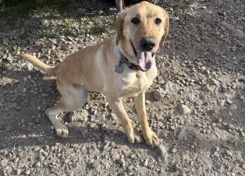 Rescue Labrador Retriever Dogs for Adoption in Riverton, Utah - Sunny | PetCurious