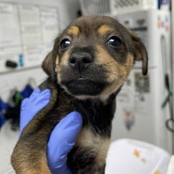 Moon -  Chihuahua Dog for Adoption in Hawthorne, California - Moon | PetCurious