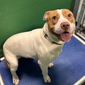 Elmer -  Terrier Dog for Adoption in Mount Vernon, Indiana - Elmer | PetCurious