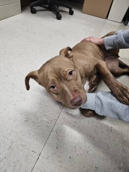 Rescue Pit Bull Terrier and Mixed Breed Dogs for Adoption in Burlington, Iowa - Meryl | PetCurious