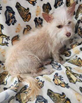 Terrier Dogs Available for Adoption in Houston, Texas - Petals | PetCurious