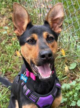Winnie -  German Shepherd Dog and Rottweiler Dog for Adoption in Livonia, Michigan - Winnie | PetCurious