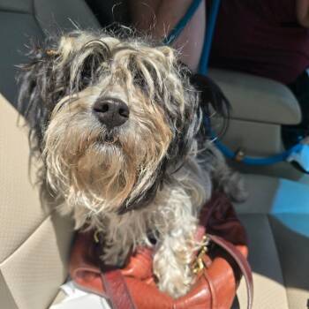 Havanese and Poodle Dogs Available for Adoption in Hinesville, Georgia - Einstein | PetCurious