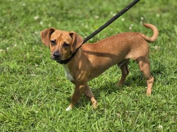 Roscoe -  Terrier and Dachshund Dog for Adoption in Maynardville, Tennessee - Roscoe | PetCurious