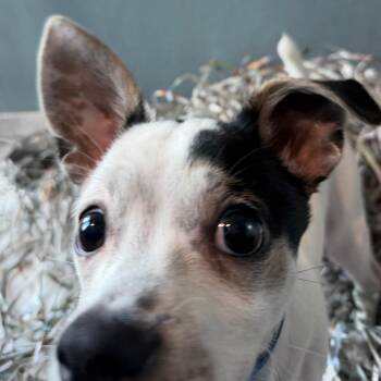 Bluey 2 -  Chihuahua and Mixed Breed Dog for Adoption in Tampa, Florida - Bluey 2 | PetCurious