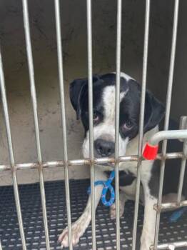 Grump 772-26 -  Boxer and Mixed Breed Dog for Adoption in Cumming, Georgia - Grump 772-26 | PetCurious