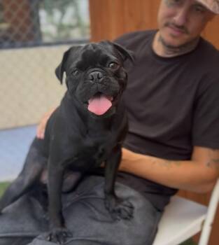 crow -  Pug Dog for Adoption in Ventura, California - Crow | PetCurious