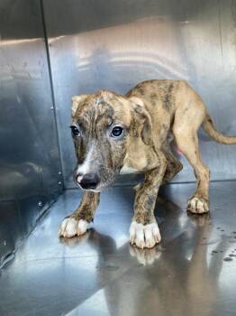 TIGER -  Mixed Breed Dog for Adoption in Dallas, Texas - TIGER | PetCurious