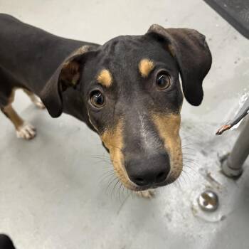 Dala -  Mixed Breed Dog for Adoption in Groveland, Massachusetts - Dala | PetCurious