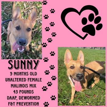 Rescue Belgian Shepherd Malinois Dogs for Adoption in Cynthiana, Kentucky - Sunny | PetCurious
