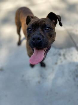 Bandit -  Boxer Dog Available for Adoption - Bandit | PetCurious