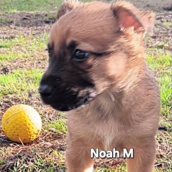 Rescue Cattle Dog and Mixed Breed Dogs for Adoption in Tacoma, Washington - Noah | PetCurious