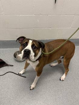 POTATO -  Saint Bernard and Pit Bull Terrier Dog for Adoption in Indianapolis, Indiana - POTATO | PetCurious
