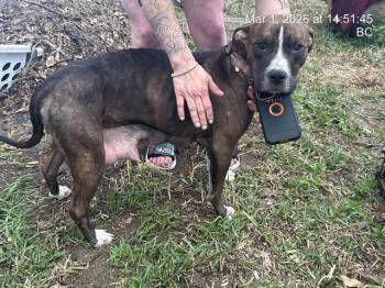 LIL BIT -  Pit Bull Terrier Dog for Adoption in Ocala, Florida - LIL BIT | PetCurious
