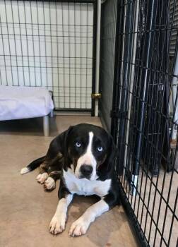 Dahlia -  Terrier and Husky Dog for Adoption in Ashland, Wisconsin - Dahlia | PetCurious