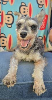 Miniature Schnauzer Dogs Available for Adoption - Annie  | PetCurious