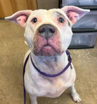 Rescue Mixed Breed Dogs for Adoption in Fernandina Beach, Florida - SKY | PetCurious