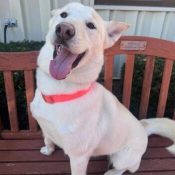 Siberian Husky Dogs Available for Adoption in Quincy, Illinois - Bear | PetCurious