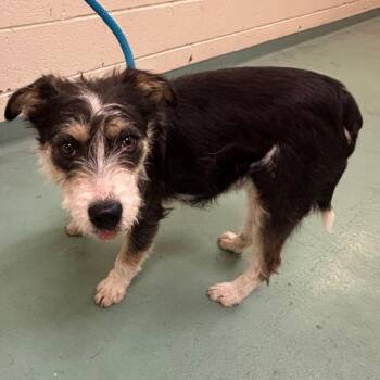 Benji -  Mixed Breed Dog for Adoption in Memphis, Tennessee - Benji | PetCurious