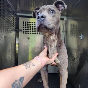 Pit Bull Terrier Dogs Available for Adoption in Birmingham, Alabama - Benji | PetCurious