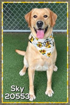 SKY -  Yellow Labrador Retriever Dog for Adoption in Marietta, Georgia - SKY | PetCurious