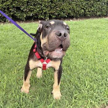 Bumble -  Shar Pei Dog for Adoption in Birmingham, Alabama - Bumble | PetCurious