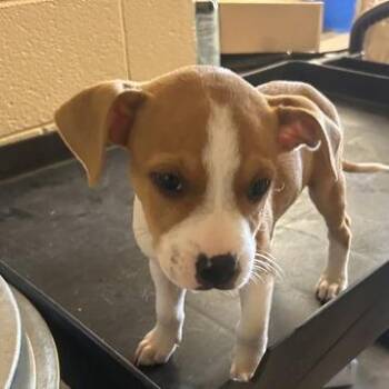 Chewy -  Pit Bull Terrier Dog for Adoption in Blue Ridge, Georgia - Chewy | PetCurious