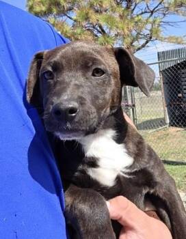 Pterry -  Chihuahua and Hound Dog for Adoption in Riverside, Iowa - Pterry | PetCurious