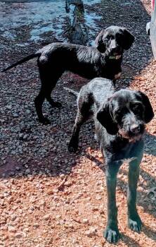 Redbone Coonhound and Wirehaired Pointing Griffon Dogs Available for Adoption in Rutherfordton, North Carolina - Luna & Yin Yang (Courtesy Post) | PetCurious