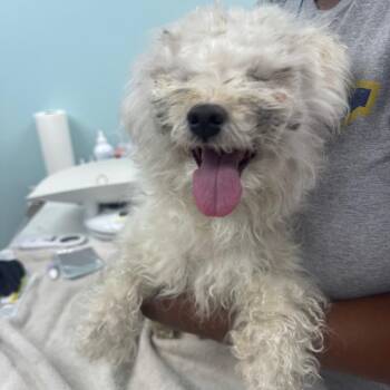 Tobias aka Rocky -  Maltese Dog for Adoption in Sunrise, Florida - Tobias Aka Rocky | PetCurious
