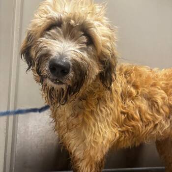 Faith -  Australian Shepherd and Mixed Breed Dog for Adoption in Tulsa, Oklahoma - Faith | PetCurious