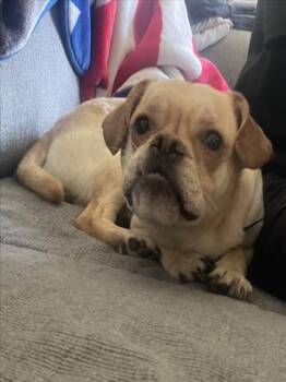 JUNIOR -  French Bulldog and Mixed Breed Dog for Adoption in Derwood, Maryland - JUNIOR | PetCurious