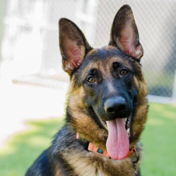 Matcha -  German Shepherd Dog Dog Available for Adoption in Warwick, Rhode Island - Matcha | PetCurious