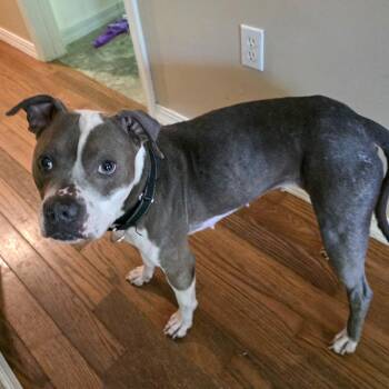 "Leanne" Renata -  Pit Bull Terrier Dog for Adoption in Valparaiso, Indiana - "Leanne" Renata | PetCurious