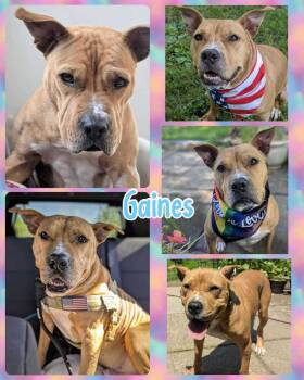 Rescue Mixed Breed Dogs for Adoption in Lancaster, New York - Gaines | PetCurious