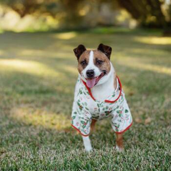 Black Mouth Cur and Boxer Dogs Available for Adoption in Humble, Texas - Suzie | PetCurious