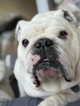 English Bulldog Dogs Available for Adoption in Bonney Lake, Washington - BODIE | PetCurious