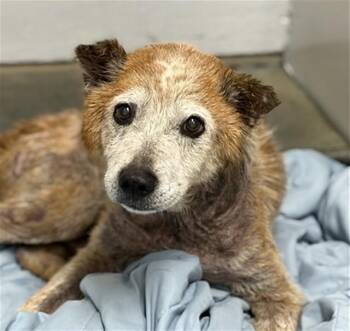 ELMER -  Australian Cattle Dog Blue Heeler and Mixed Breed Dog for Adoption in Conroe, Texas - ELMER | PetCurious