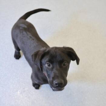 Labrador Retriever Dogs Available for Adoption in Briarcliff Manor, New York - Dixie | PetCurious