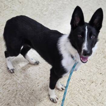 Buffy -  Border Collie Dog for Adoption in Breese, Illinois - Buffy | PetCurious