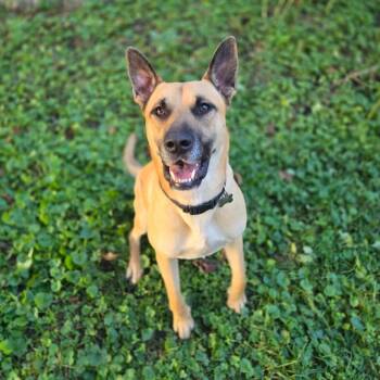 Cassian fka Handsome Valentino -  Mixed Breed Dog for Adoption in Chicago, Illinois - Cassian Fka Handsome Valentino | PetCurious