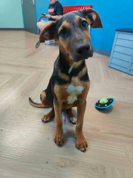 Shadow -  Black And Tan Coonhound Dog for Adoption in Manchester, Tennessee - Shadow | PetCurious