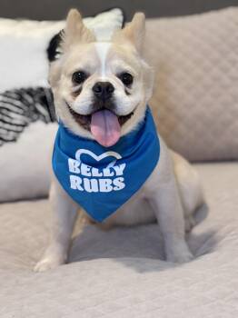 Rubio -  French Bulldog Dog for Adoption - Rubio | PetCurious
