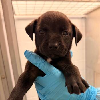 Aioli -  Mixed Breed Dog for Adoption in West Palm Beach, Florida - Aioli | PetCurious