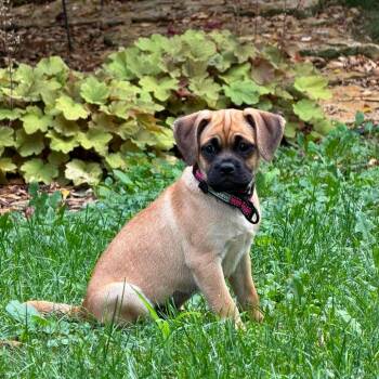 Fig -  Pug and Mixed Breed Dog for Adoption in Alma, Wisconsin - Fig | PetCurious